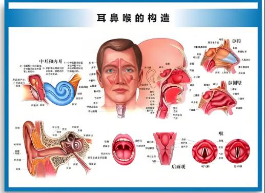 耳鼻喉科疾病会导致公务员体检不合格吗？一文让你读懂！