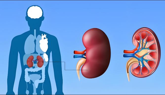 肌酐偏高，公务员体检不合格有什么应对的办法吗？