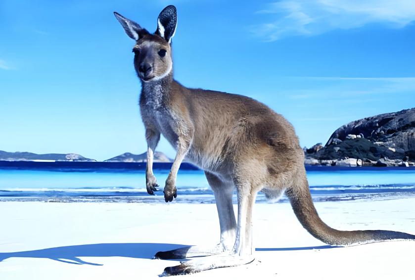 澳洲移民体检拒签预警！这几类疾病与情况容易踩雷，别等被拒了才后悔